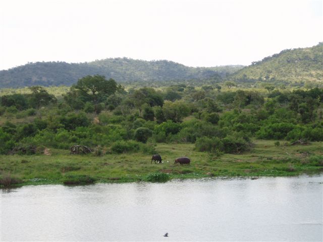 tl_files/uploads/blog/Suedafrika/9_Fides_PureLuxury_nilpferd und bueffel am wasser.jpg